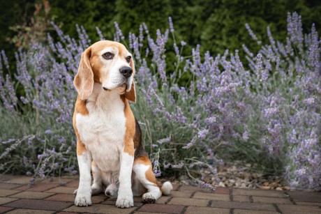 Beagles a Mia (1 of 1)-17